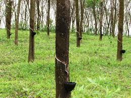 Rubber Tree  Farm /21 Rai Special Price for urgent sell
