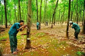 Rubber Farm /21 Rai and 1500 Trees. Special Sales Price. 