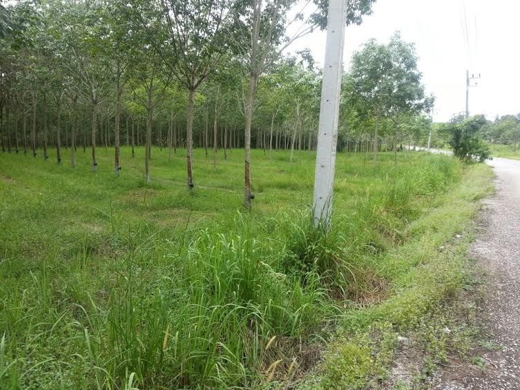 Land 3 Rai with rubber trees at Naklua Kantang