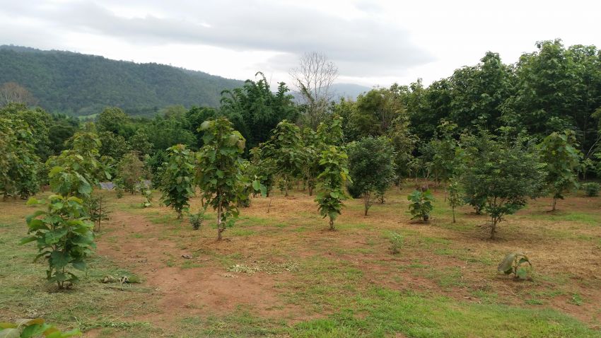 **BARGAIN - REDUCED PRICE** 6.6 rai of excellent land near Chiang Mai