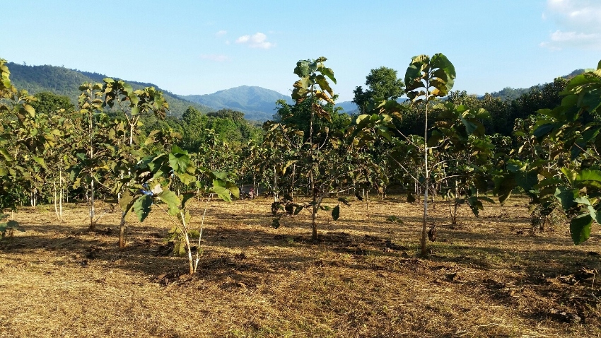 **BARGAIN - REDUCED PRICE** 6.6 rai of excellent land near Chiang Mai