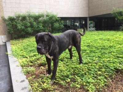 Wanted Good home for 6 year Old Italian Mastiff