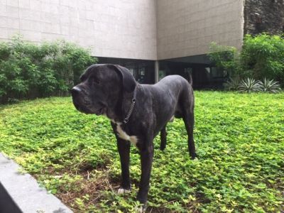 Wanted Good home for 6 year Old Italian Mastiff