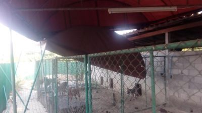 Chainlink fencing for dog kennel runs. Tents as shade covering for car