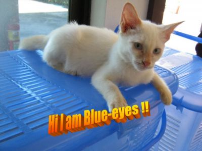 Free Cats And Kittens To Adopt In Pattaya