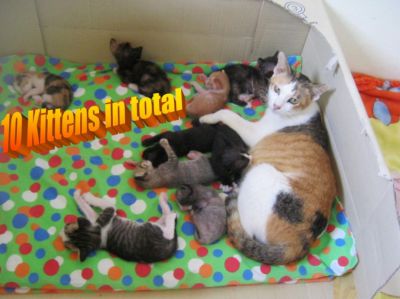 Free Cats And Kittens To Adopt In Pattaya