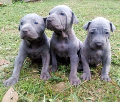 Thai Ridgeback Dog/Puppies moving ... all must be sold or given away.