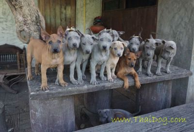 Thai Ridgeback Dog/Puppies moving ... all must be sold or given away.