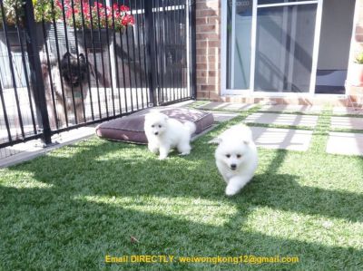 Purebred Japanese Spitz Puppies for sale