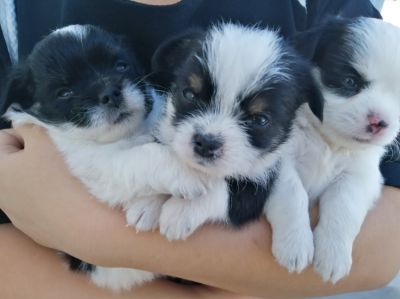 Puppies​ for sell