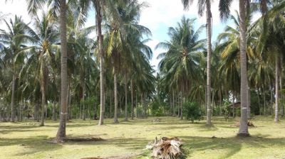 (◕‿◕) THAI RIVIERA 8,000 sqm - Coconut Farm | Natural Retreats