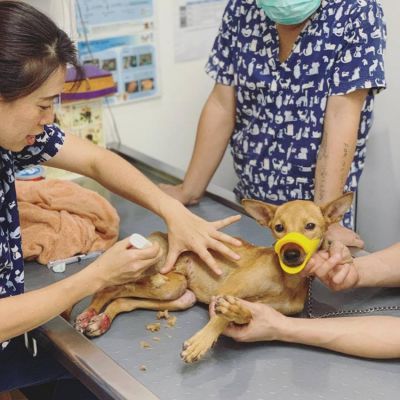 Pattaya Dog Rescue / Pattaya Animal Shelter - Need dog food donation