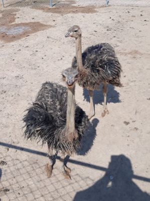 Ostrich Chicks for Sale