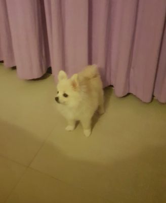 I sell the girl of a Pomeranian spitz-dog 6 months. Urgent because I a
