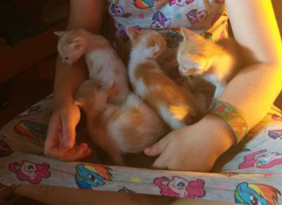 Kittens FREE to a good home
