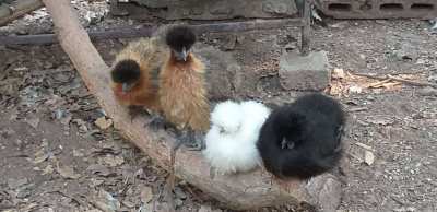 Bantam silkie chickens for sale 