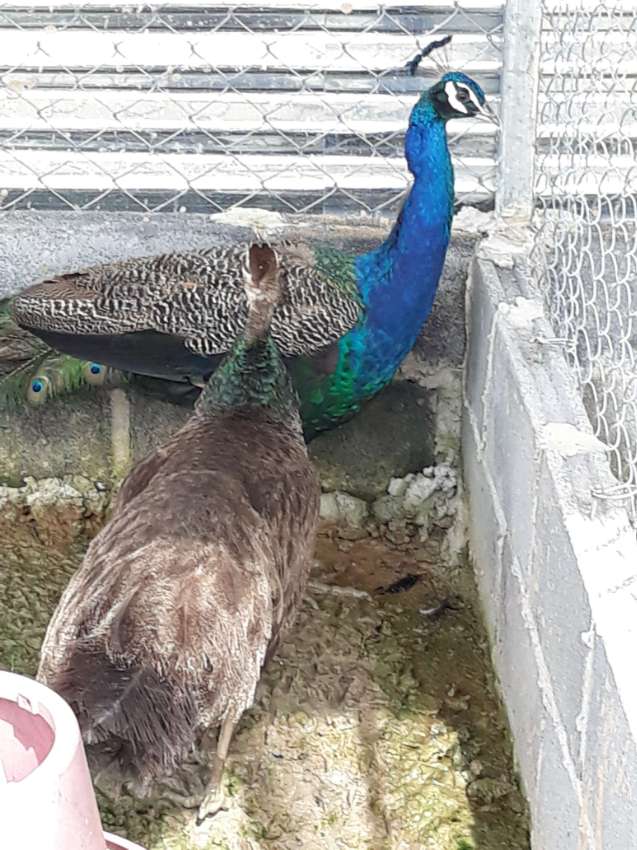 India Peacock 