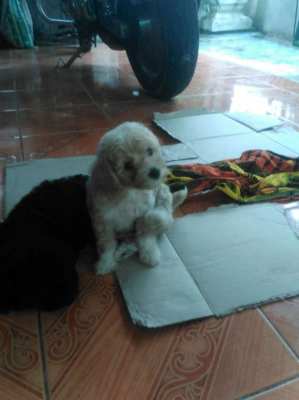 Labradoodle puppy wanted