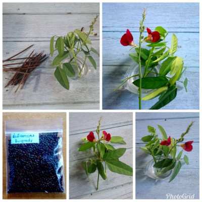 Flower Seed Package (Non-GMO Seeds)