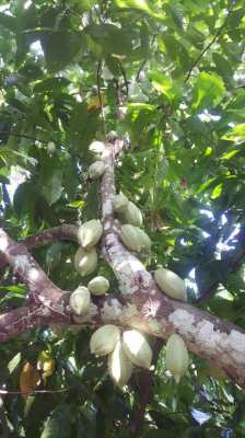 make your own chocolate by yourselfe soon!hybrid cocoa tree TRINITARIO