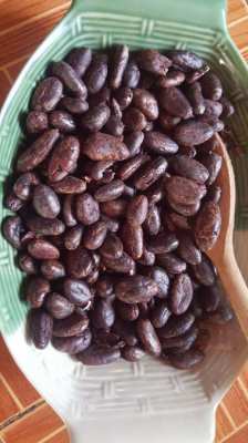 make your own chocolate by yourselfe soon!hybrid cocoa tree TRINITARIO