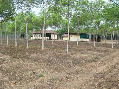 Rubber Tree Farm and House 22 Rai 7 Year Old Trees