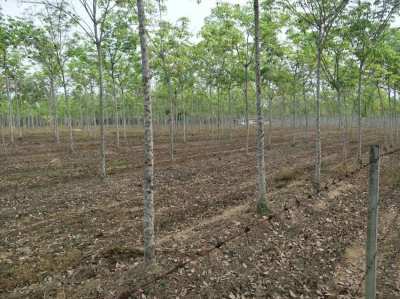Rubber Tree Farm and House 22 Rai 7 Year Old Trees