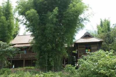 Beautiful 5 Rai of rural land in Mae Rim, Chiang Mai. 