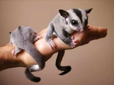sell couple of sugar glider