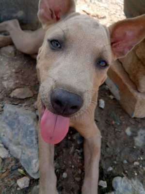 Thai Ridgeback Fawn Male Is For Sale