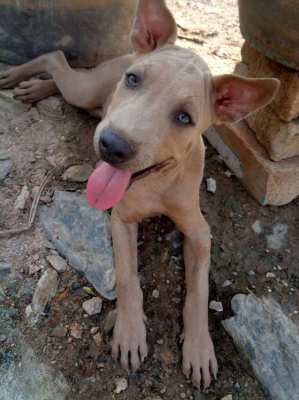 Thai Ridgeback Fawn Male Is For Sale
