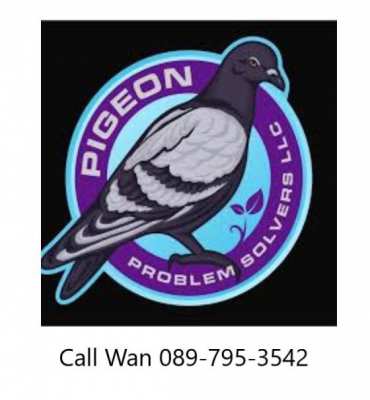 Pigeon Problem Solved
