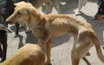 Pattaya hungry dogs ? Please help us to find them to feed them