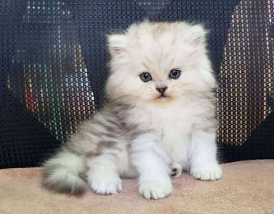 Genuine Homebred Persian Kittens for sale