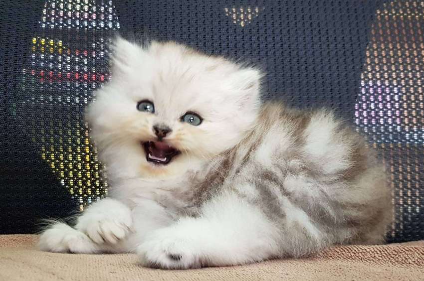 Genuine Homebred Persian Kittens for sale