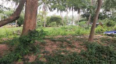 For sale land in the center of Lamai in Koh Samui 592 sqm to 692 sqm