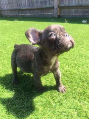 Cute Frenchies available 
