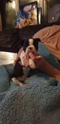 Adorable Boston Terrier ready now. potty trained kc registered