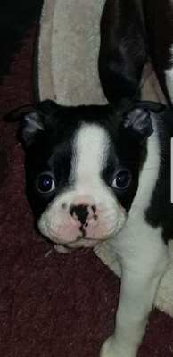 Adorable Boston Terrier ready now. potty trained kc registered