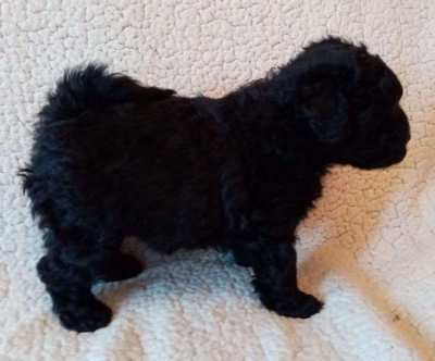 Hungarian Puli puppy for sale