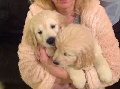 Fully healthy Golden Retriever puppies for  new homes