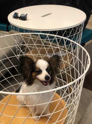 Papillon puppies - boy and girl, Pedigree registered 
