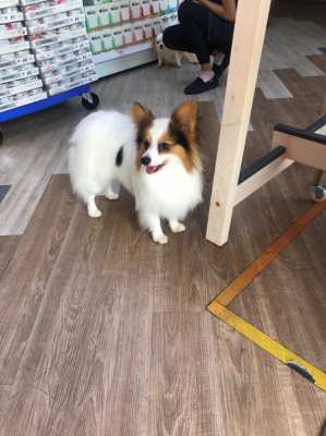 Papillon puppies - boy and girl, Pedigree registered 