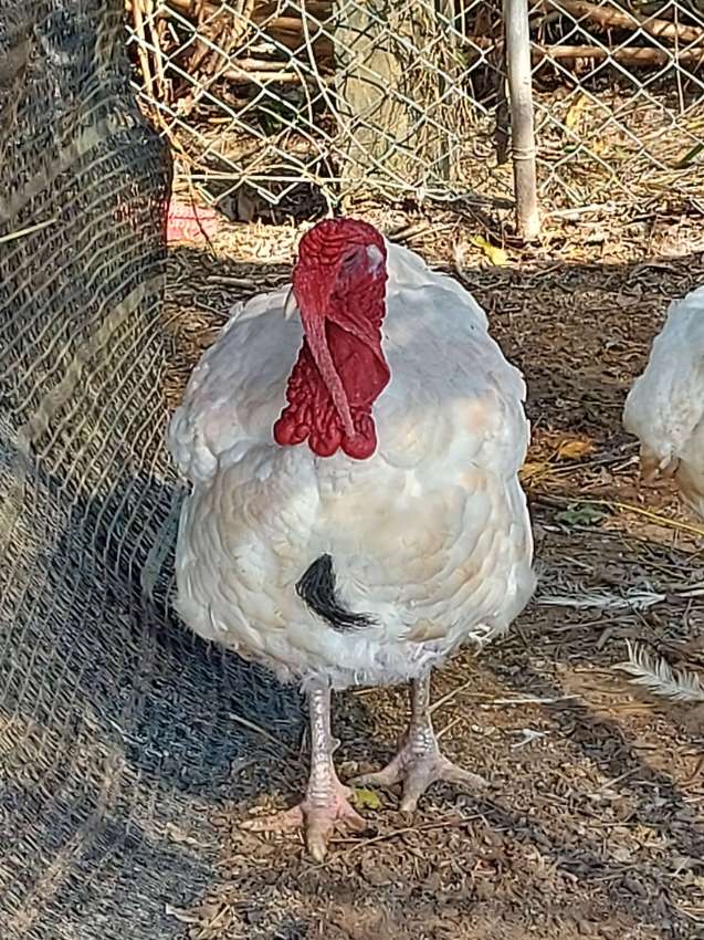 Dopple Breast Turkeys 