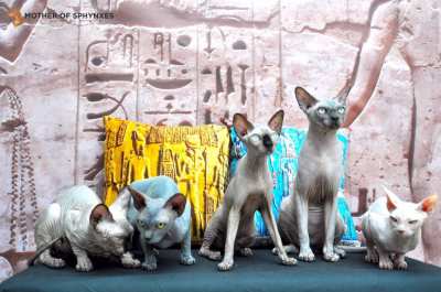 Sphynx cat Thailand - Mother of Sphynxes cattery