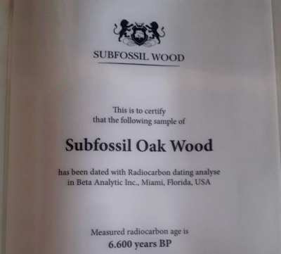 Subfossil oak wood doze age 8500 year