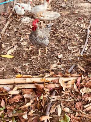 Barred Plymouth Rock chicks for sale
