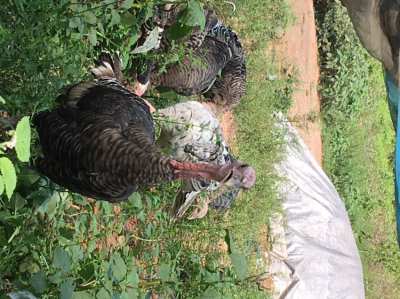 Turkey chicks 