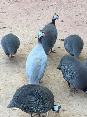 Guinea fowl and hatching eggs 