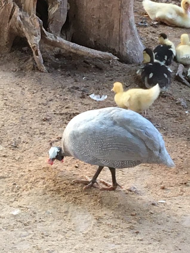 Guinea fowl and hatching eggs 